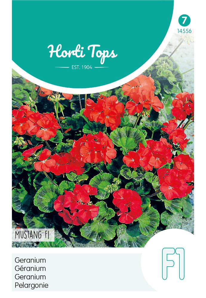Pelargonium zonale MUSTANG F1 - ca 10 s