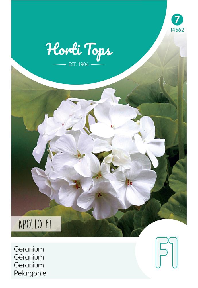 Pelargonium zonale APOLLO - ca 10 s