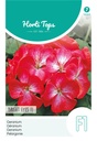 Pelargonium zonale BRIGHT EYES - ca 10 z