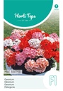 Pelargonium zonale F1 MAGIC BEAUTY - ca 10 z