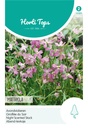 Matthiola GIROFLEE ROSE - ca 0,15 g