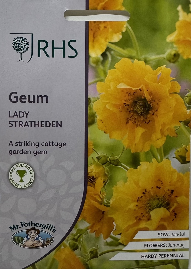 ###Geum LADY STRATHEDEN - ca 50 z