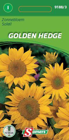 Helianthus GOLDEN HEDGE - ca 1 g