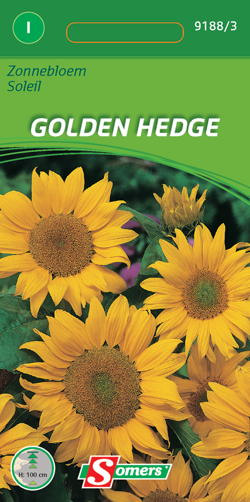 Helianthus of zonnebloem,Golden Hedge,ca. 1 g