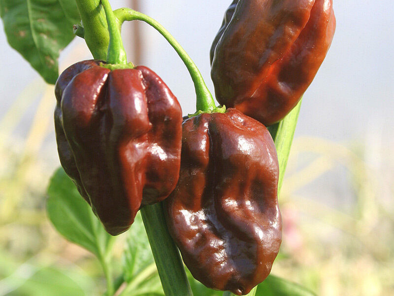 Habanero CHOCOLATE - ca 25 s