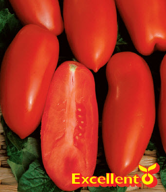 Tomates TORRANO F1 - ca 20 s