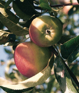 Pommes ECOLETTE - 1 pc