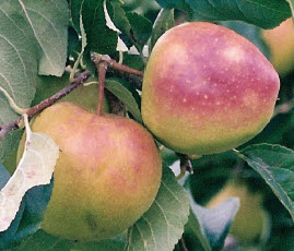 Pommes PINOVA - 1 pc