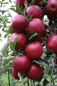 Appelen RED JONAPRINCE - 1 st