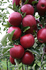 Pommes RED JONAPRINCE - 1 pc