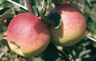 Pommes SANTANA - 1 pc
