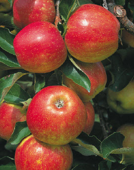 Pommes ELSTAR ELSHOF - 1 pc