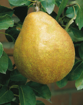 Peren DOYENNE DU COMICE - 1 st