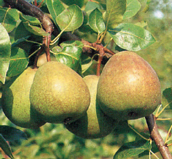 Peren SAINT REMY - 1 st