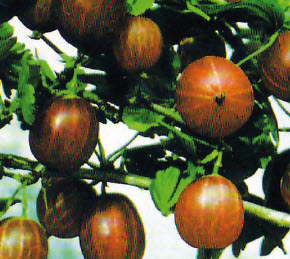 Groseilles à maquereau (sans épines) CAPTIVATOR - 1 pc