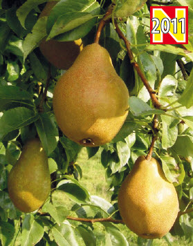 Peren WINTERRIETPEER - 1 st