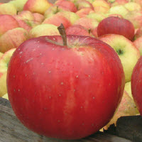 Pommes COX LA VERA - 1 pc