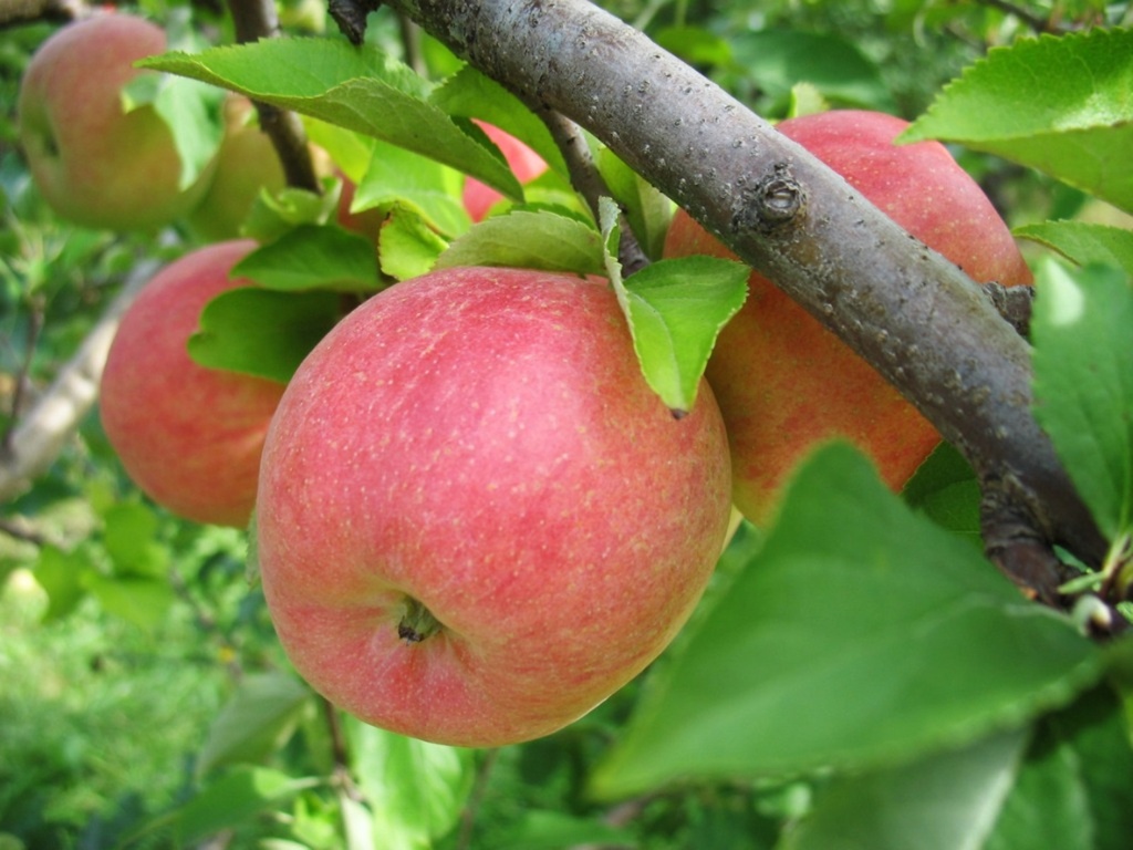 Pommes GALA - 1 pc