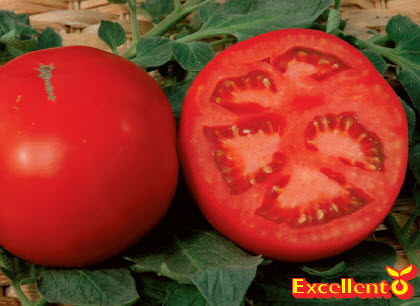 Tomates charnues AMBRA F1 - ca 50 s