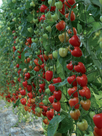 Tomates apéritif GARDENBERRY F1 - ca 15 s