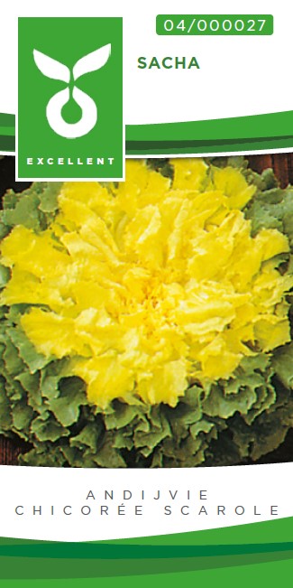 Chicorée scarole d'hiver KALINKA - ca. 50 s