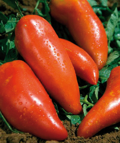 Tomates ANDINE CORNUE - ca 25 s