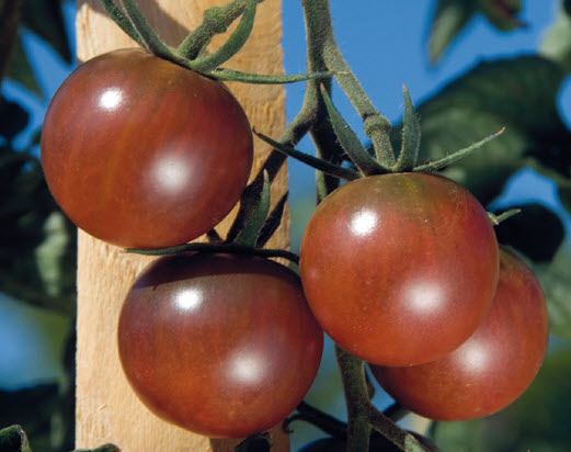 Tomates apéritif BLACK CHERRY - ca 30 s