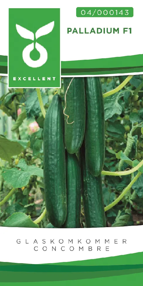 Concombre culture sous verre PALLADIUM F1 - ca 10 s