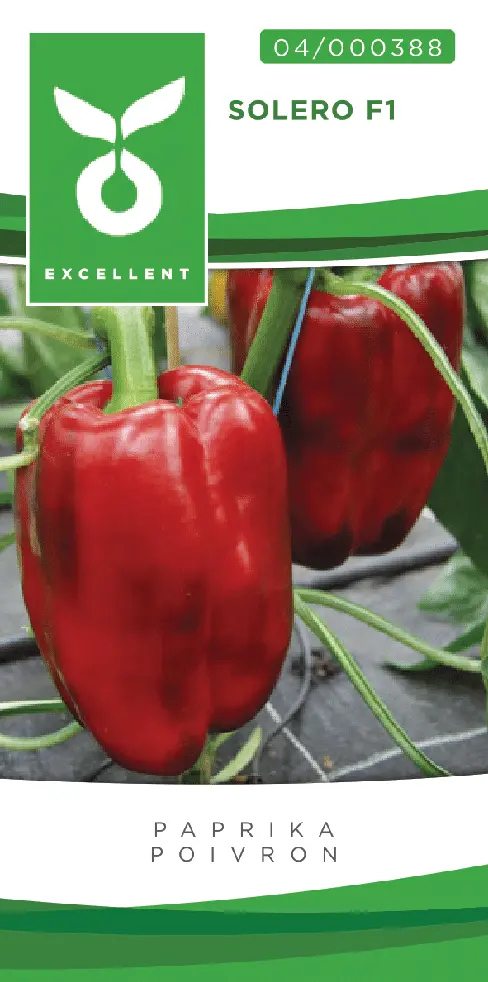 poivron gros à parois ASCANIO F1 - ca 20 s