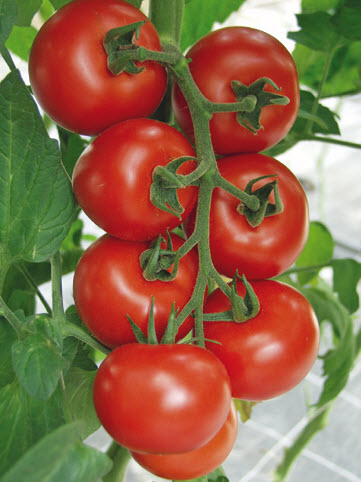 Tomates en grappes HAMLET - ca 20 s