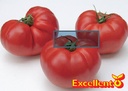 [04-000704] Tomates charnues COUNTRY TASTE F1 - ca 20 s