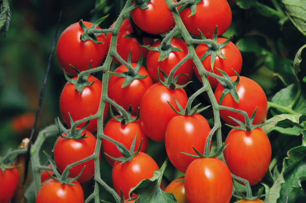 Tomates apéritif ROSSETTO F1 - ca 10 s