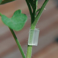 Tomaten onderstam - 25 entclips (geen zaden!)