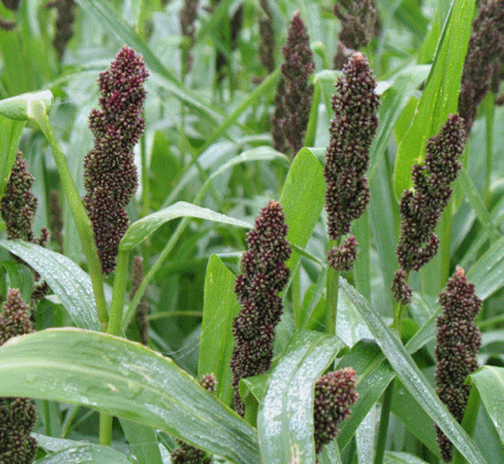 TANKA MILLET MIX 5000m² - ca 6,25 kg