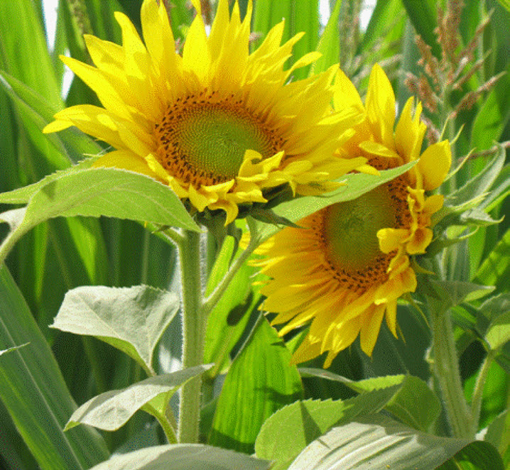 LAGE ZONNEBLOEMEN - ca 5 kg - 4000m²