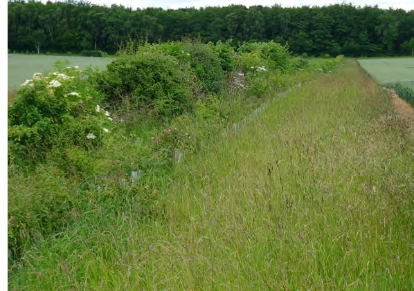 SANCTUARY MIX 5000m² - ca 7,5 kg