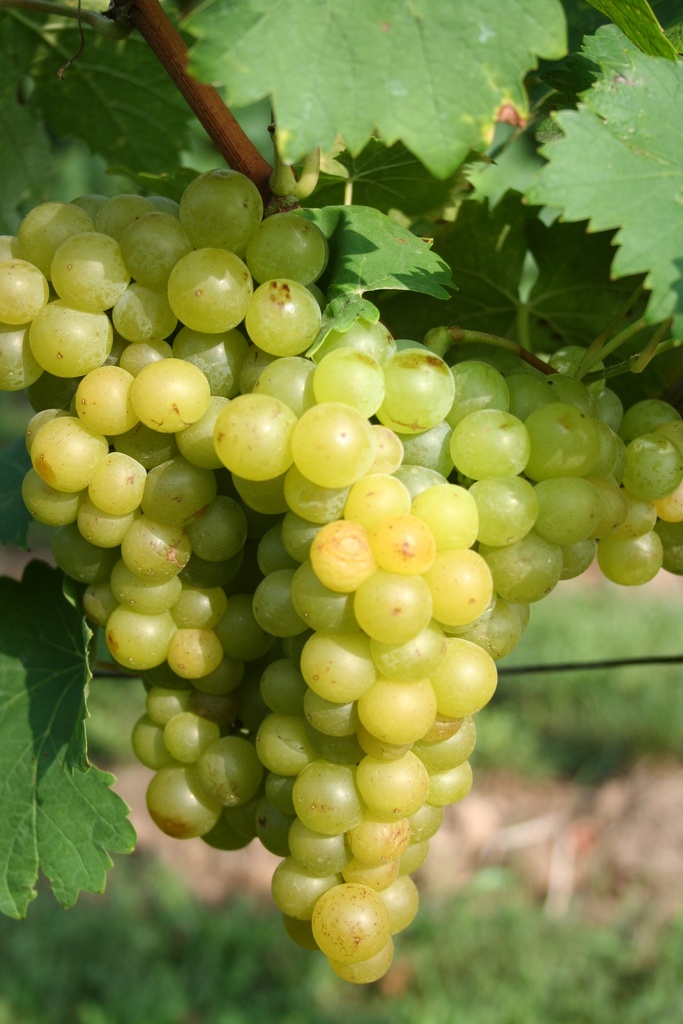 Druiven GELBER MUSKATELLER - 1 st