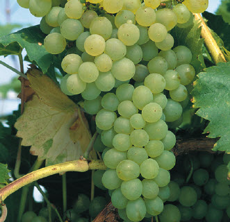 Druiven PHOENIX - 1 st