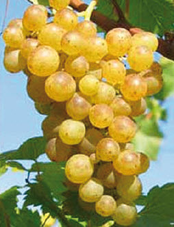 Druiven PALATINA - 1 st