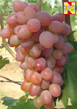 Druiven KATHARINA - 1 st