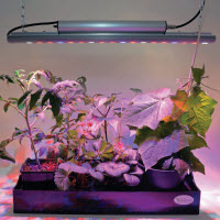 Lampes à croissance TERA