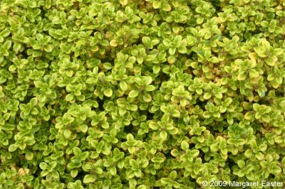 Tijm THYMUS VULGARIS GOLD