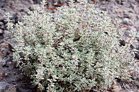 Tijm THYMUS CITRIODORUS SILVER QUEEN
