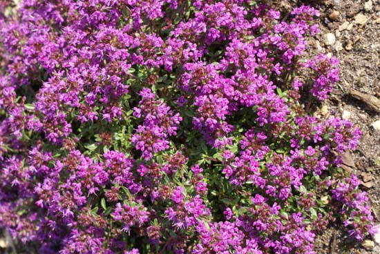 Tijm THYMUS PULEGIODES CREEPING RED