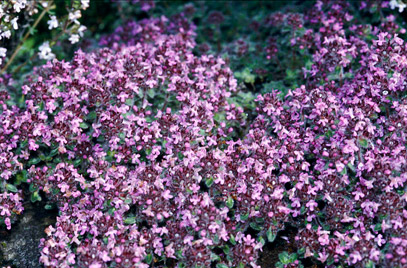Tijm THYMUS PULEGIODES Tabor