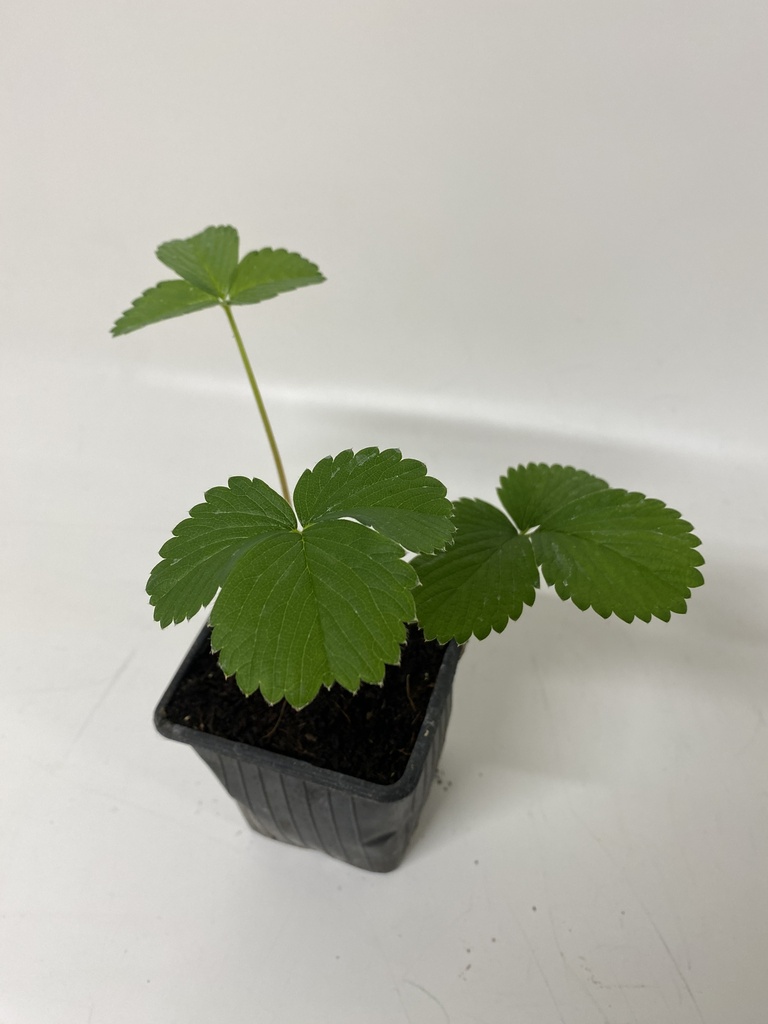 FRAISE ANANAS - 1 pc