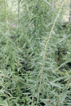 Menthe Argentin LIPPIA POLYSTACHA - 1 pc