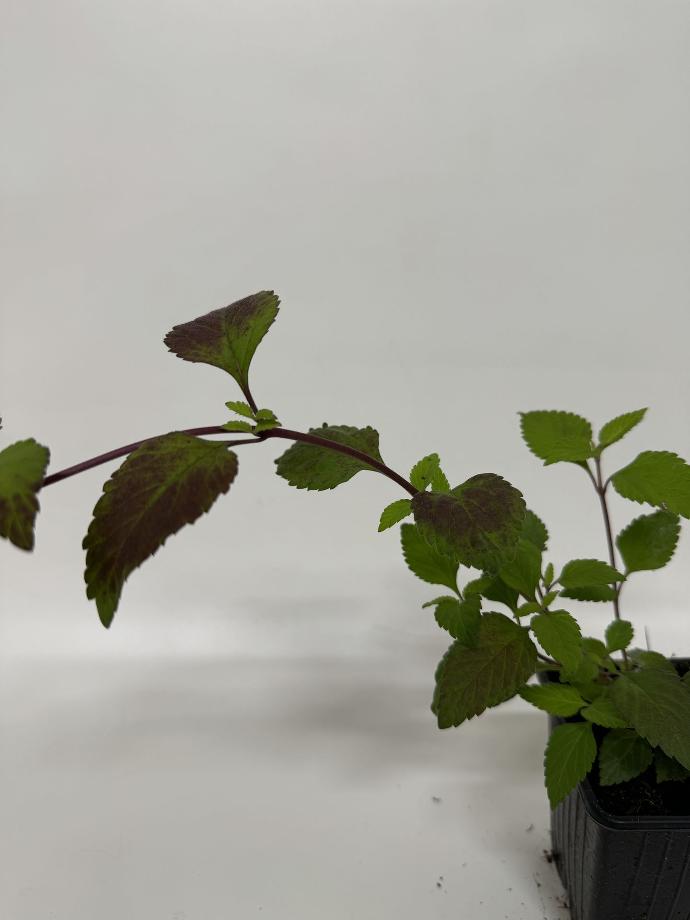 Honingverbena LIPPIA DULCIS - 1 st
