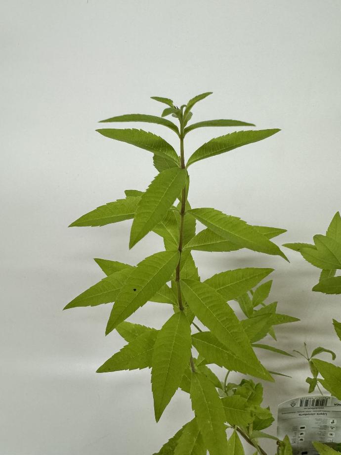 Citroenverbena ALOYSIA TRIPHYLLA of LIPPA CITRIODORA - 1 st