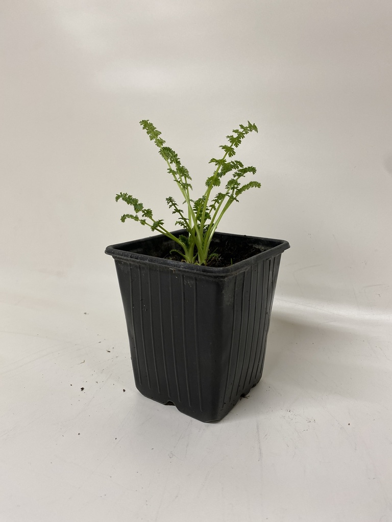 Cumin CARUM CARVI - 1 pc